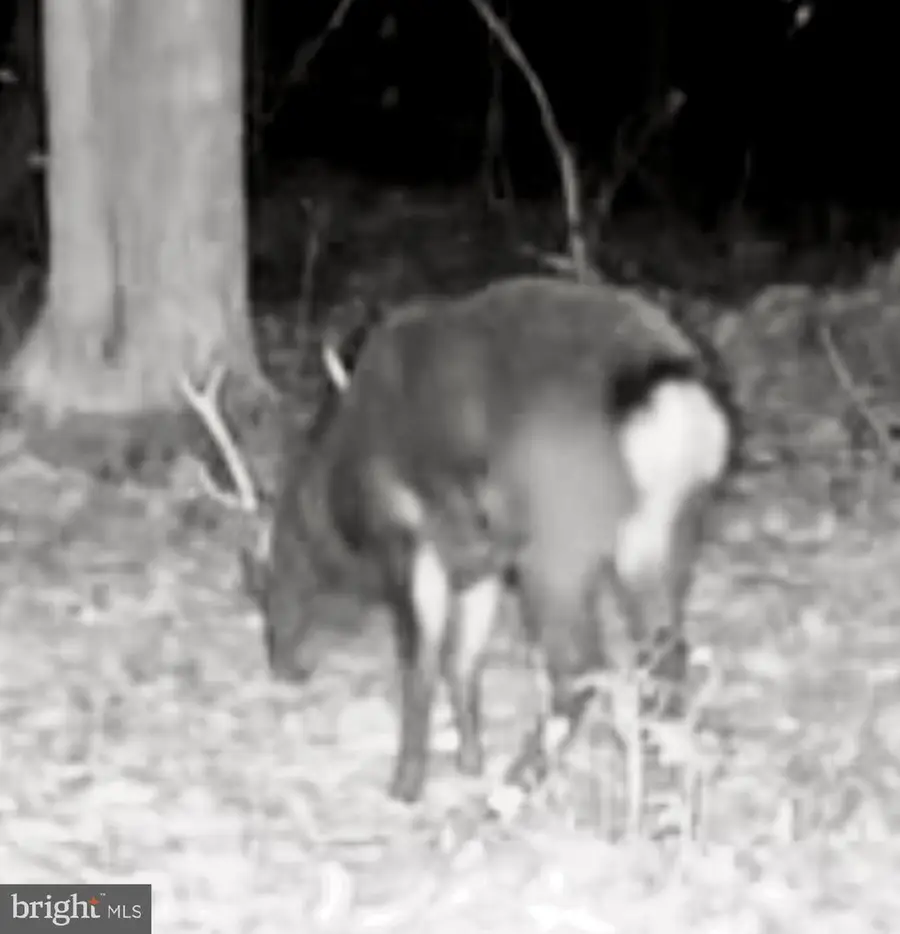 Sika, Whitetail & Turkey Church Creek Rd, Cambridge, MD 21613 - Image #3
