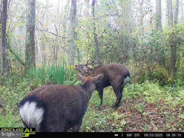 0 Calloway Wharf Rd, Rhodesdale, MD 21659 - Image #1