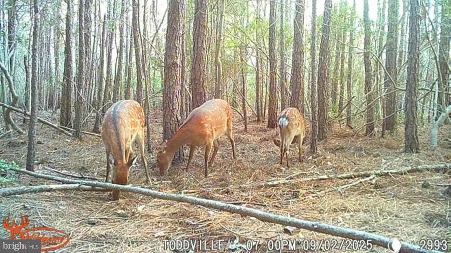 2575 Toddville Rd, Toddville, MD 21672 - Image #3