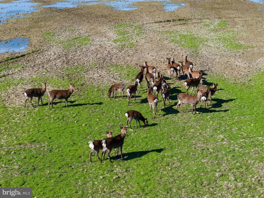 964 Taylors Island Rd, Madison, MD 21648 - Image #3