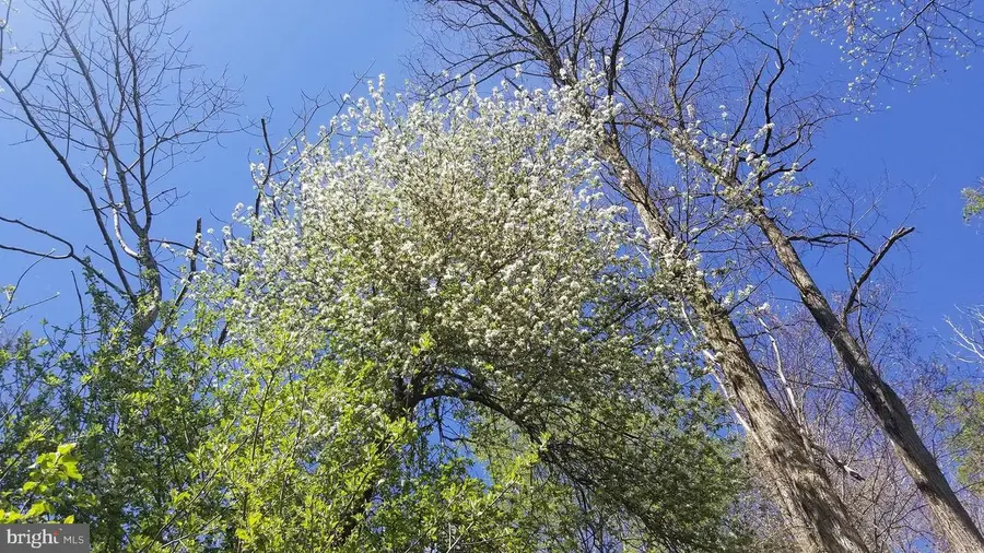 Wes Mountain Trl, 6 Sang Run, MD 21541 - Image #2