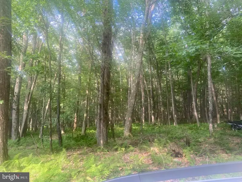 Mallard Lake Trl, Swanton, MD 21561 - #1