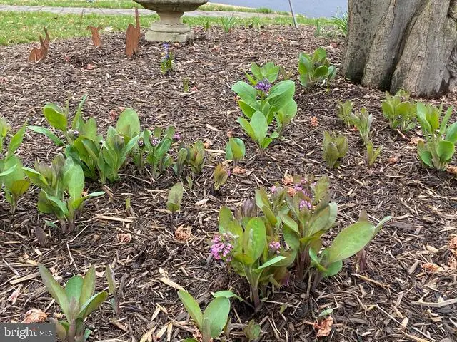 8008 Aberdeen Rd, Bethesda, MD 20814 - #3