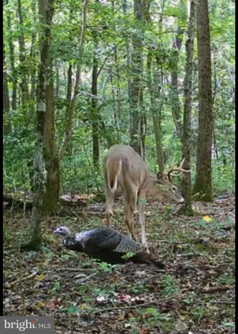 Big Woods Rd, Church Hill, MD 21623 - #1