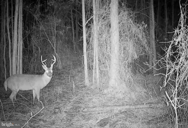 0 Boone Rd #parcel 463, CRISFIELD, MD 21817