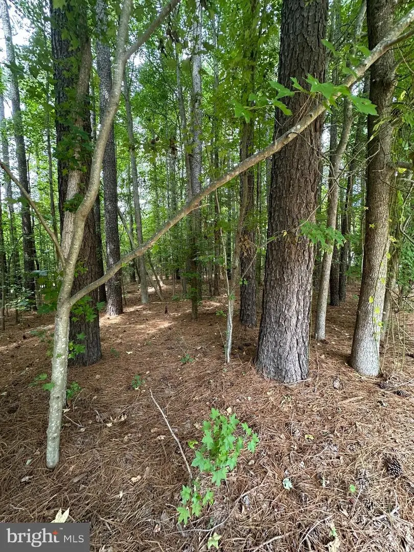 0 Md Rt 313 Rd, Mardela Springs, MD 21837 - Image #3