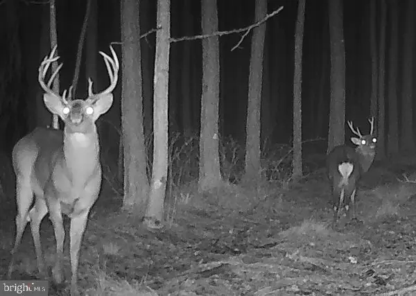 007 Muddy Hole Rd, TYASKIN, MD 21865