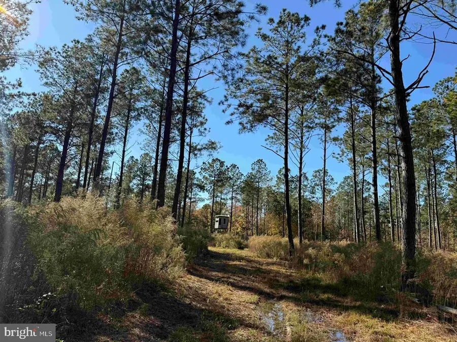 Grey Farm Road-jamesville, Nc (tract: Grey Farm), Beaufort, NC 28516 - Image #3