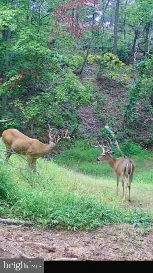 Tiger Valley Rd, Hyndman, PA 15545 - Image #2