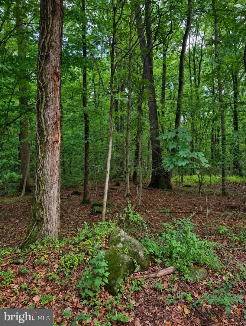 Boulder Rd, Upper Black Eddy, PA 18972 - #2
