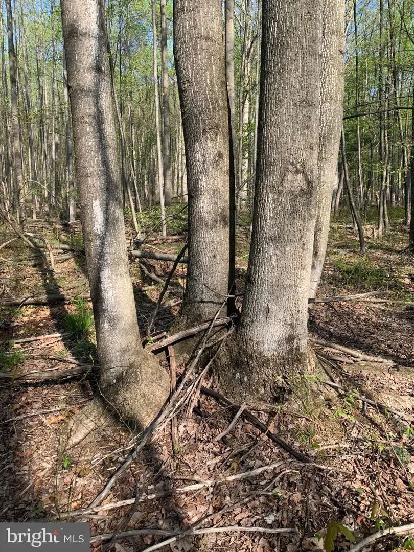 Black Bear Rd, Needmore, PA 17238 - #3