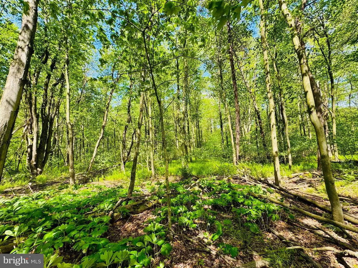 Lot: 37 Paradise Point, James Creek, PA 16657 - Image #1