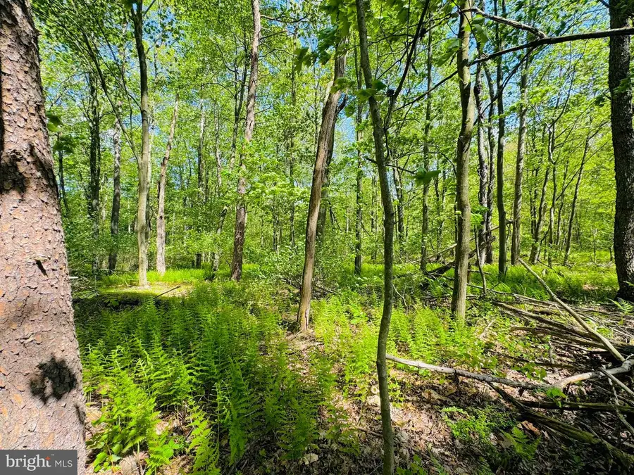 Lot: 37 Paradise Point, James Creek, PA 16657 - Image #2