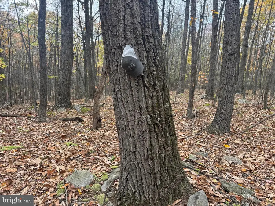 Tract 2: 30+/- Acres Coles Valley Rd, Robertsdale, PA 16674 - Image #3