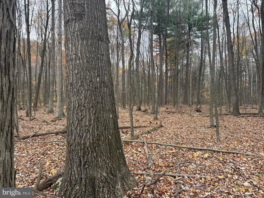 Tract 3: 13.5+/- Acres Coles Valley Rd, Robertsdale, PA 16674 - Image #3