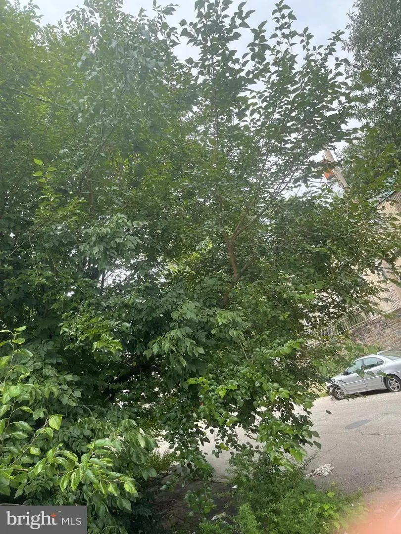 459 E Price St, Philadelphia, PA 19144 - Image #3