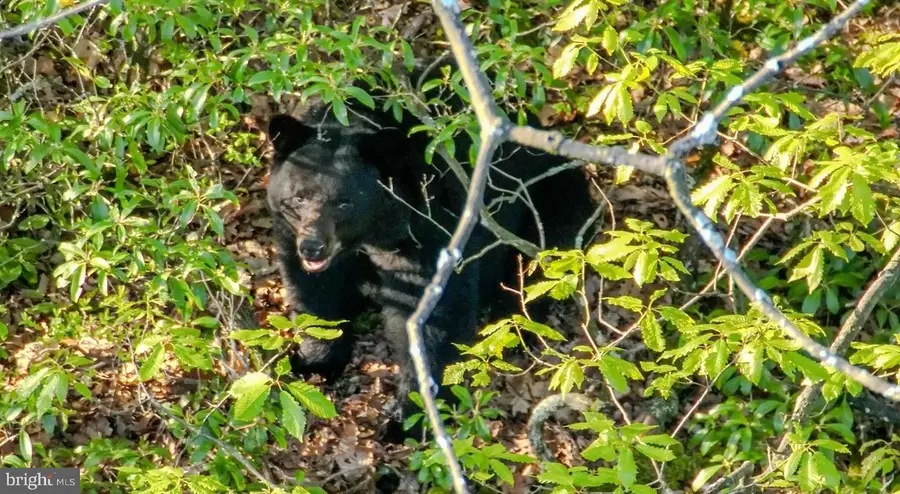 0-lot #2 Cornman Ln, Landisburg, PA 17040 - Image #2