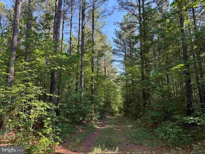 Brandy Creek Road (tract: The Family Tree), Lawrenceville, VA 23868 - #2