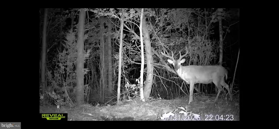 663.8 Acres Peach Rd, Chesapeake, VA 23321 - #3