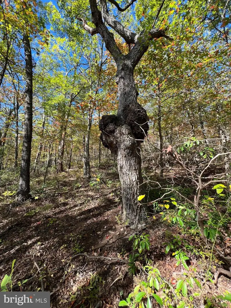 Lot 10,11,12-13 A-602 Fox Trl, Winchester, VA 22602 - Image #2