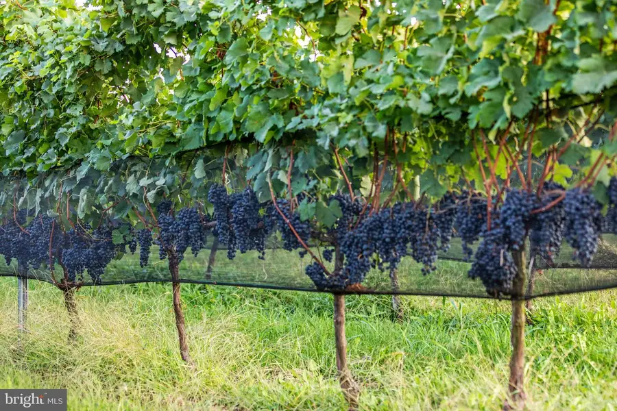 14727 Mountain Rd, Hillsboro, VA 20132 - Image #2