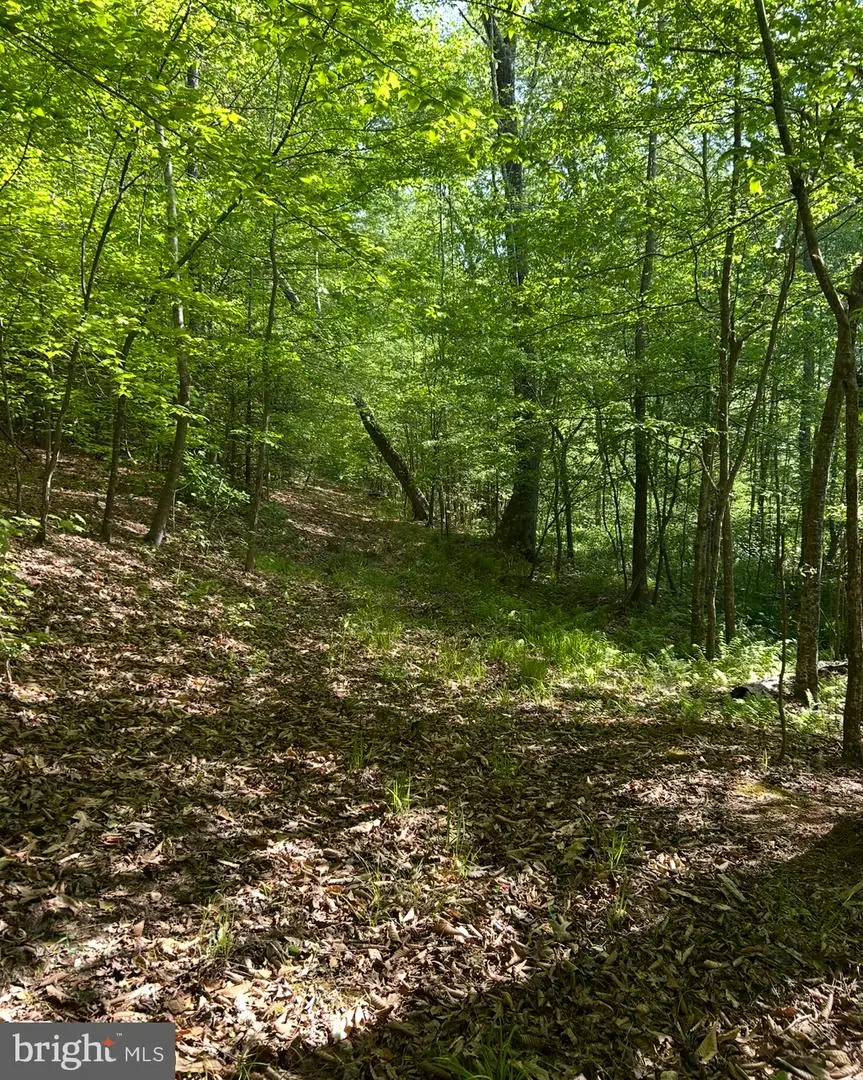 Lot 1 Wallace Street, Warsaw, VA 22572 - Image #1