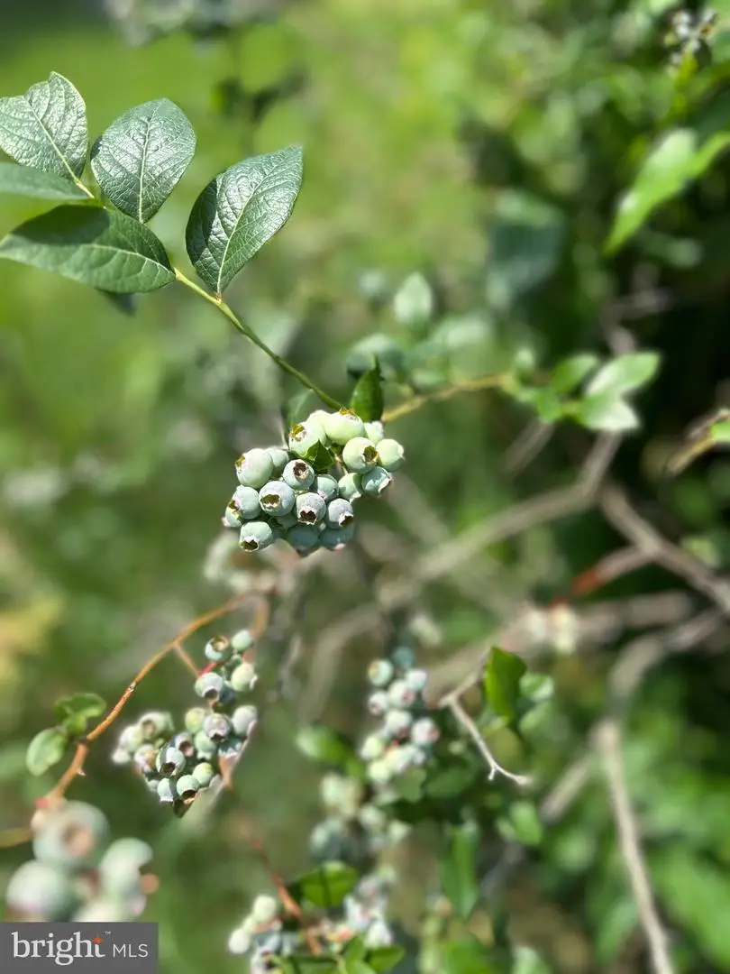 Stony Creek Blvd #lot C, Edinburg, VA 22824 - Image #3