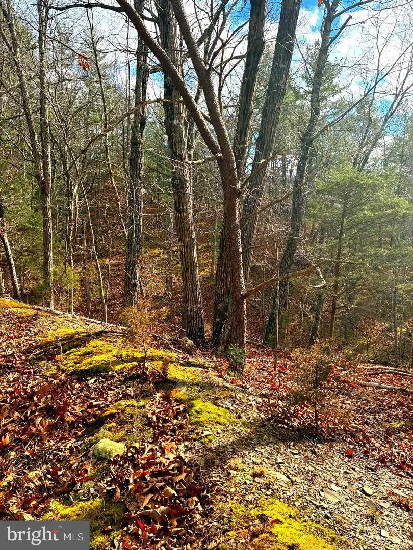 0 King St, Basye, VA 22810 - #3