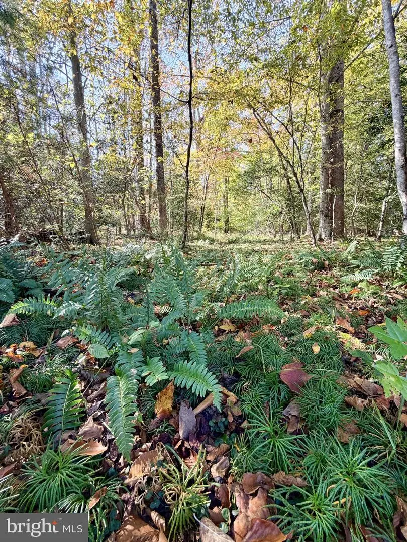 Macpherson Ct, Fredericksburg, VA 22407 - #2