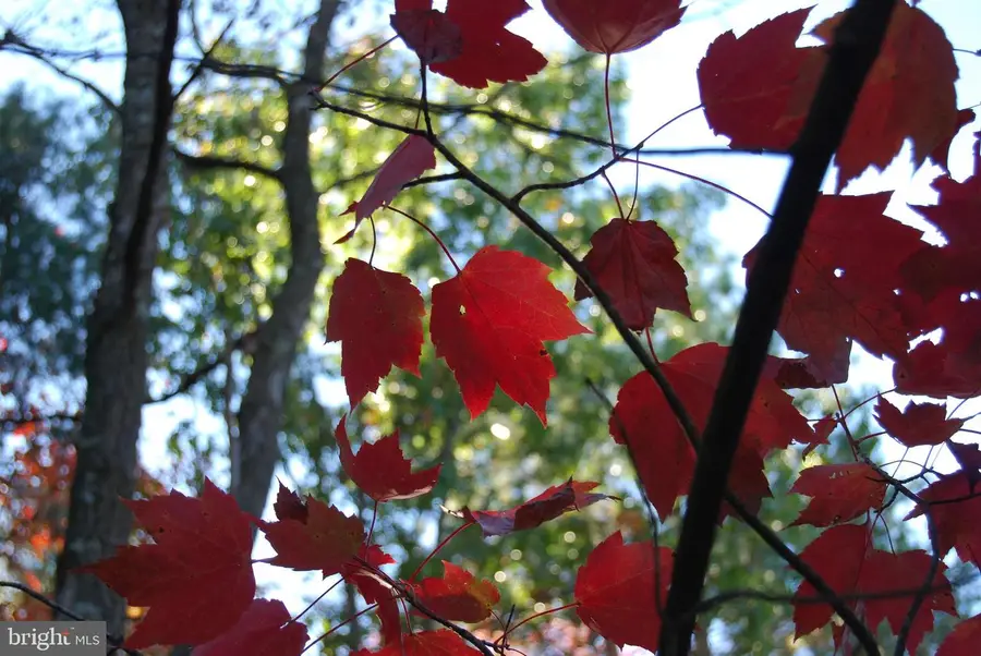 Lot 277 Black Oak Dr, Moorefield, WV 26836 - Image #3