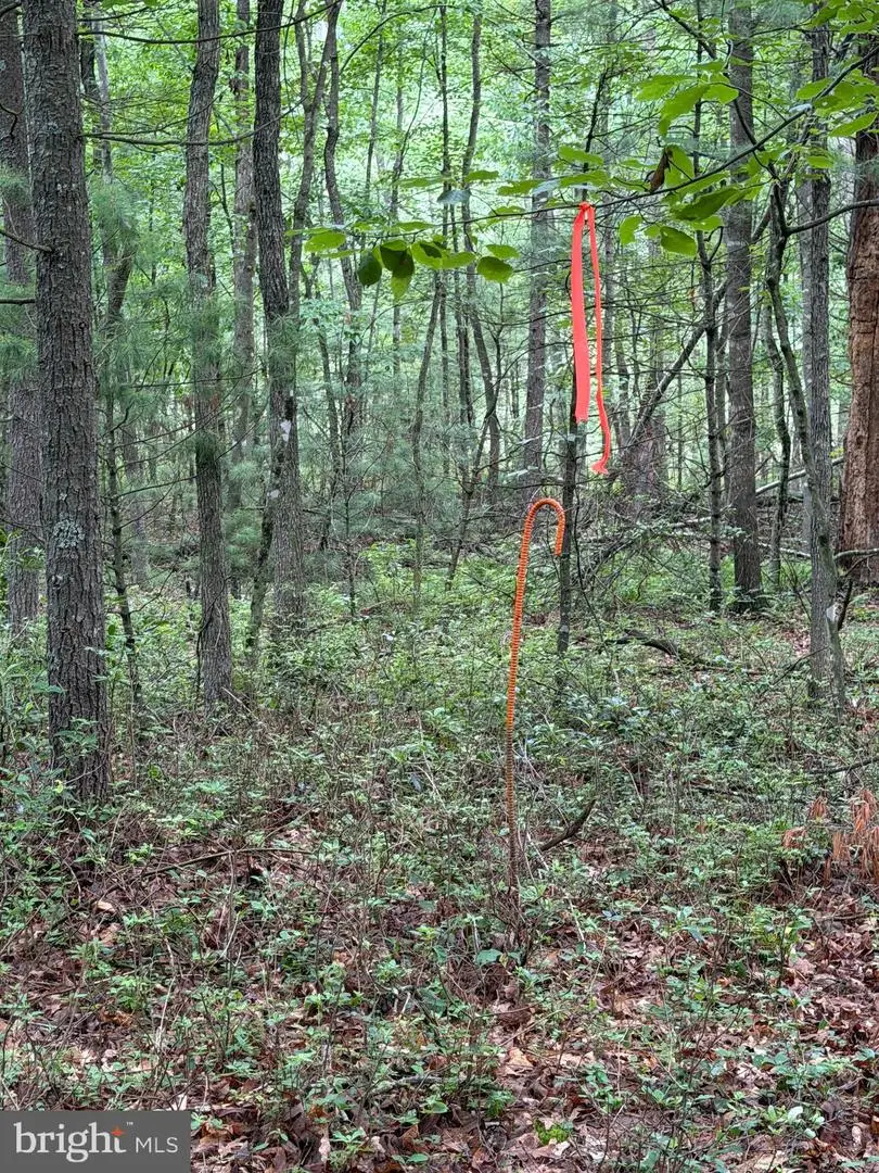 Lot 8 2ac Grizzly Rd, Mathias, WV 26812 - #2