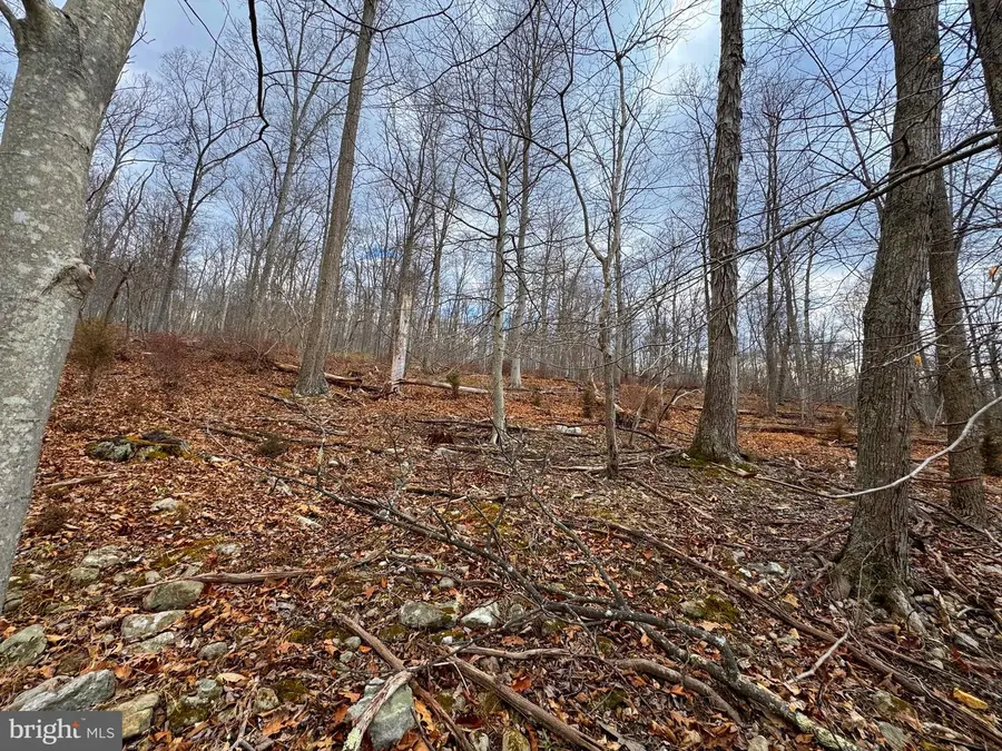Frog Hollow Road, Capon Bridge, WV 26711 - #2