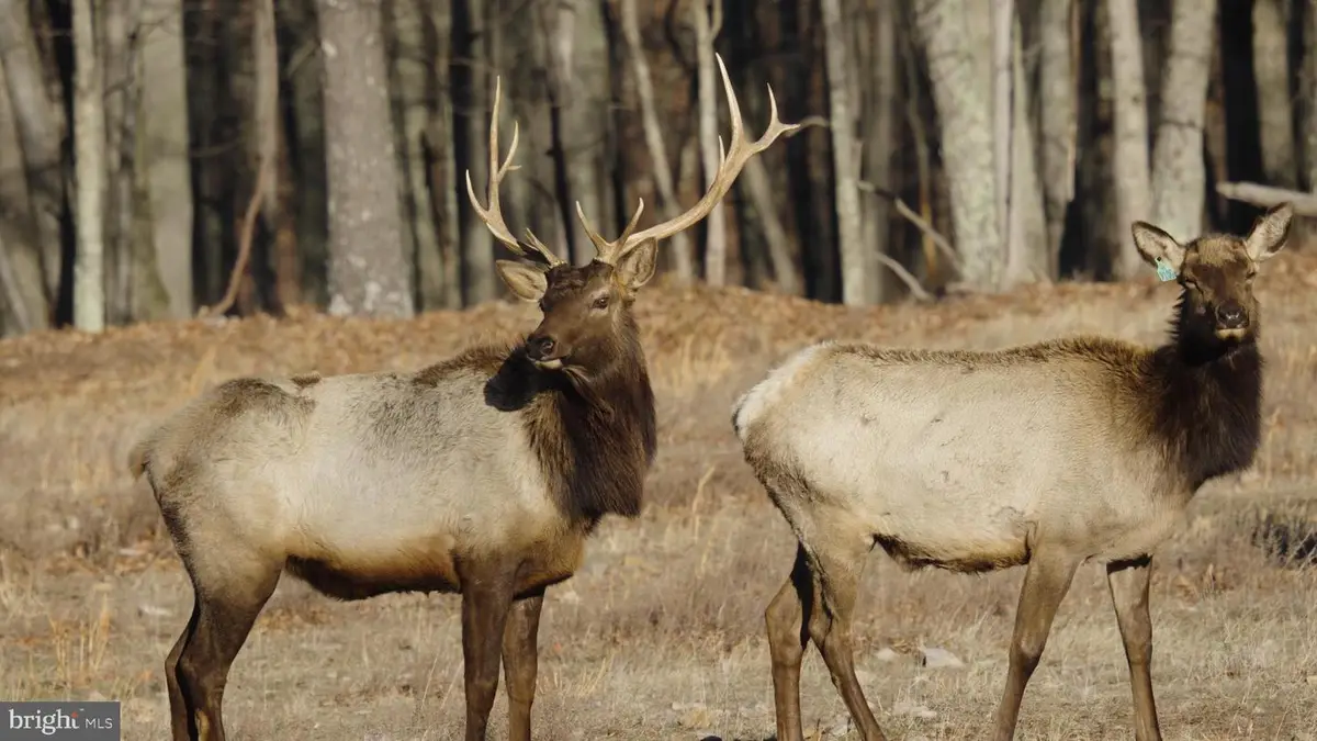 500 Lexington Dr, Romney, WV 26757 - #1