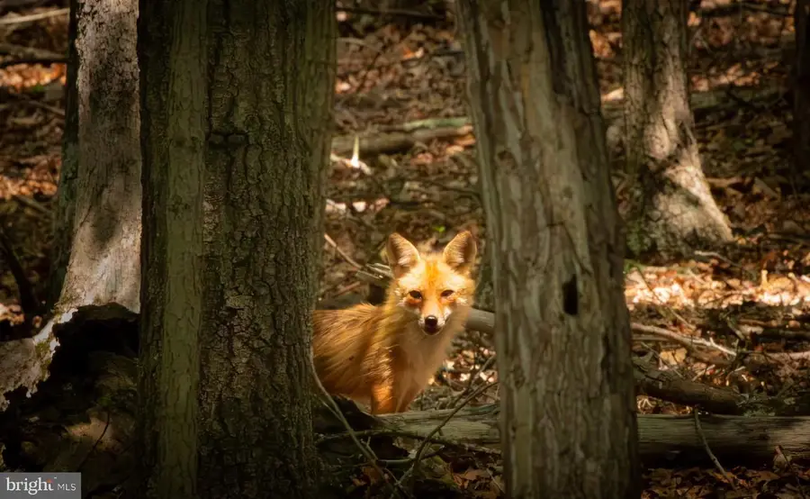 40.4 Ac Dave Moreland Rd, Slanesville, WV 25444 - #2