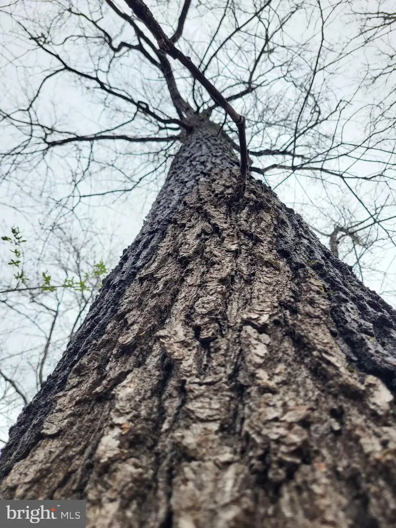 Bear Run, Harpers Ferry, WV 25425 - #3