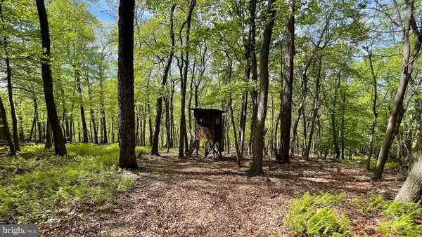 133.944 Acres Russelldale Rd, BURLINGTON, WV 26710