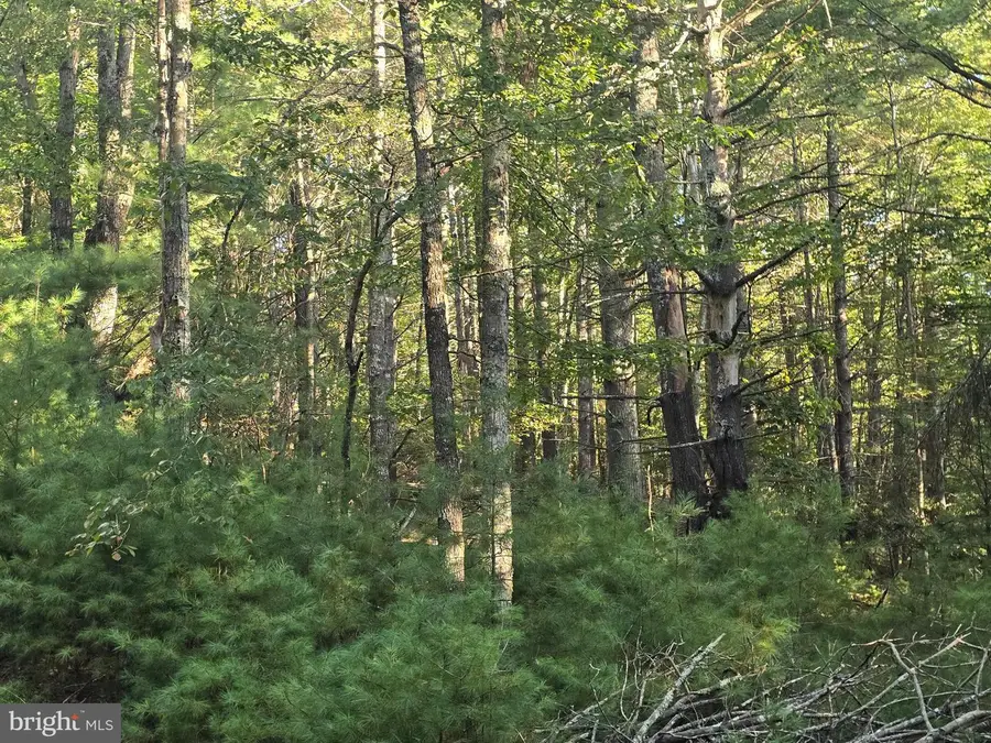 Lot 24 & 27 Native Trout Ln, Sugar Grove, WV 26815 - Image #3