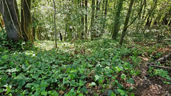 15953 Riverside (palo Alto) Drive, Guerneville, CA 95446