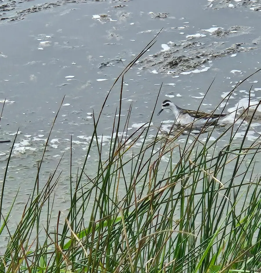 145 Bean Avenue, Bodega Bay, CA 94923 - Image #3