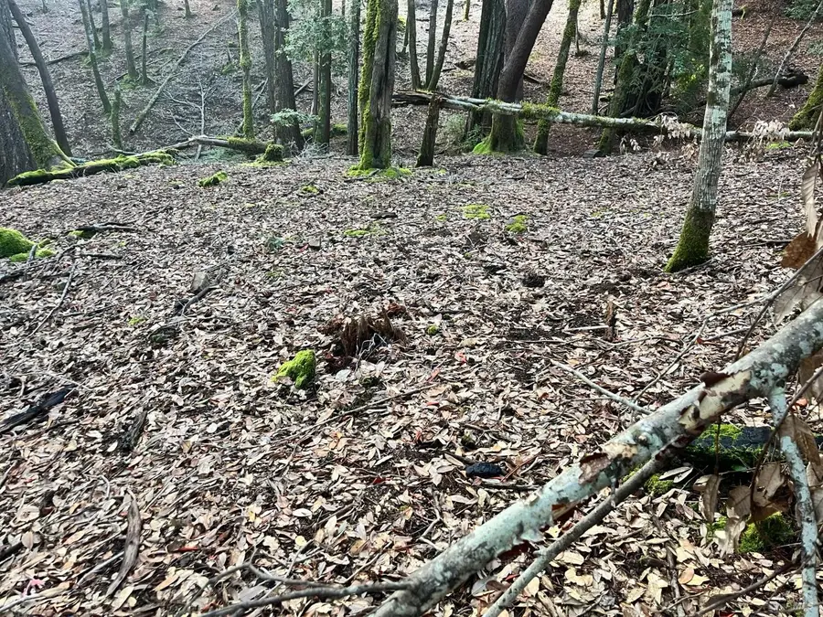 1451 Perch Way, Willits, CA 95490 - Image #3