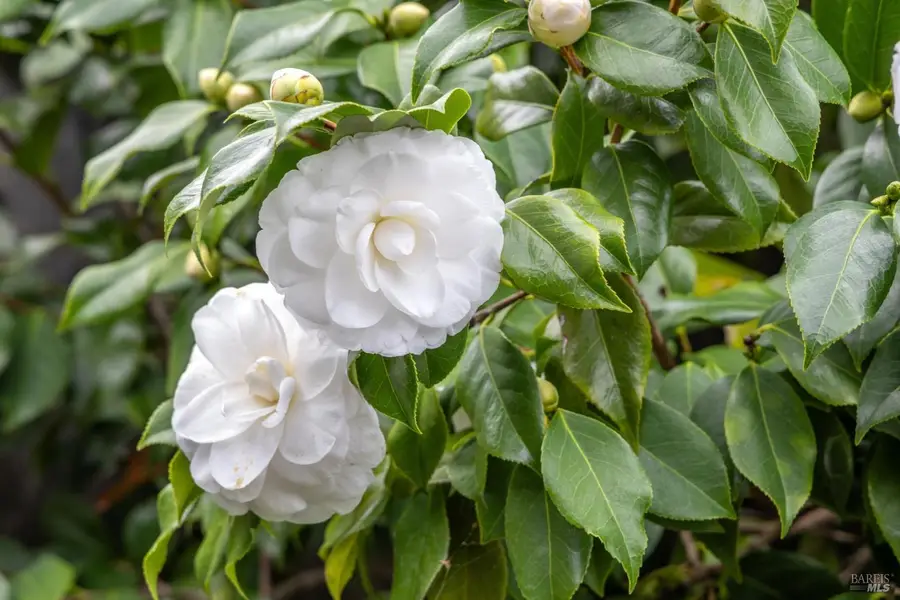 6 Madrona Street, San Rafael, CA 94901 - Image #3