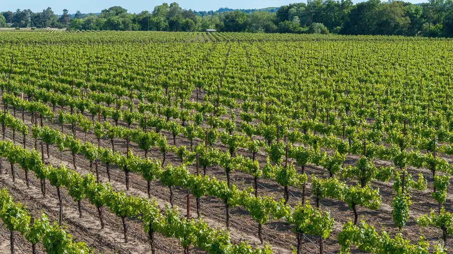 390 Magnolia Drive, Healdsburg, CA 95448 - #3