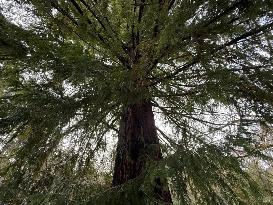 44050 Briggs Lane, Laytonville, CA 95454 - #3