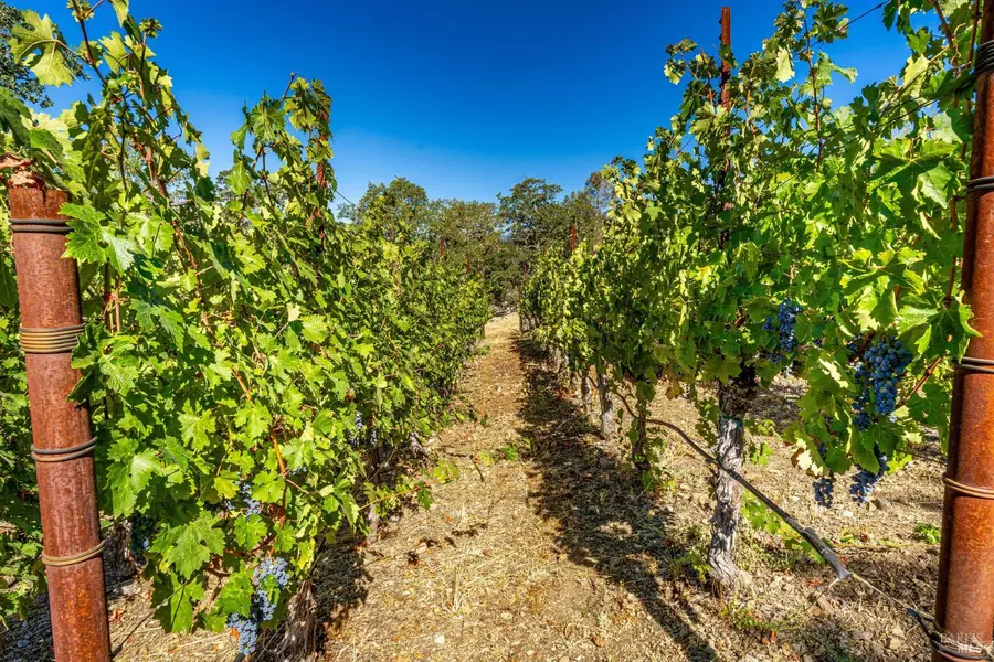 2910 Spring Mountain Road, Saint Helena, CA 94574 - #3