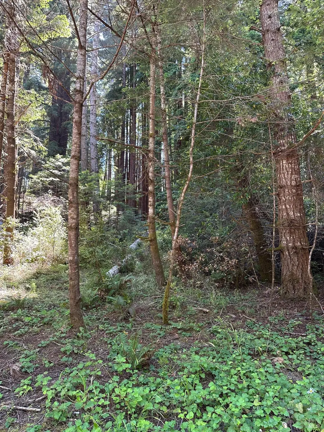 10181 Sorcerer Wood, The Sea Ranch, CA 95497 - #1