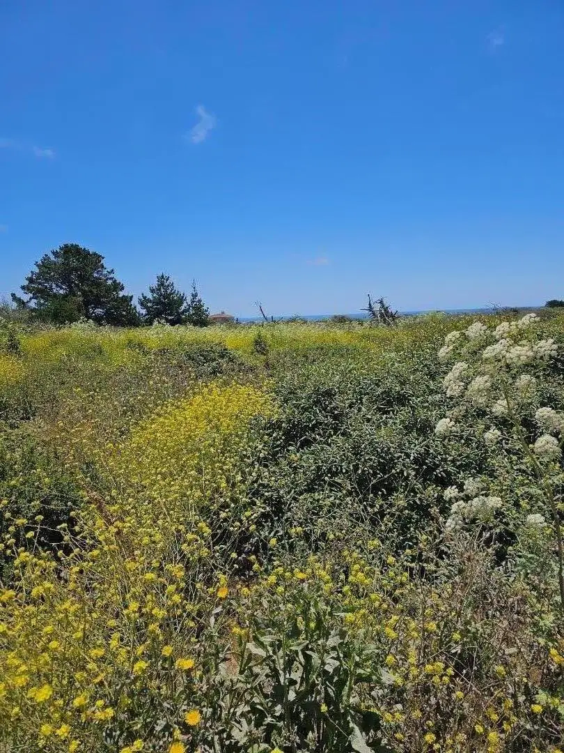 00 Vienna, Half Moon Bay, CA 94019 - #1