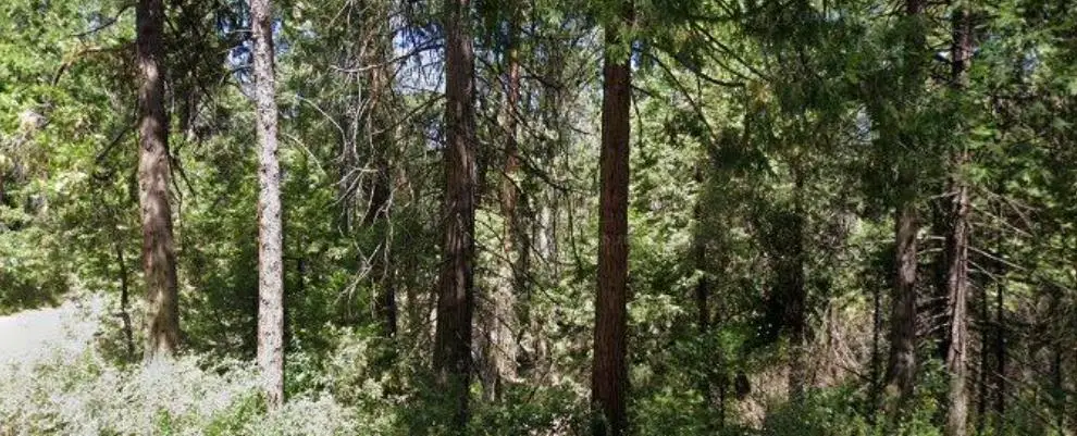 166 Higdon Road, West Point, CA 95255 - #1