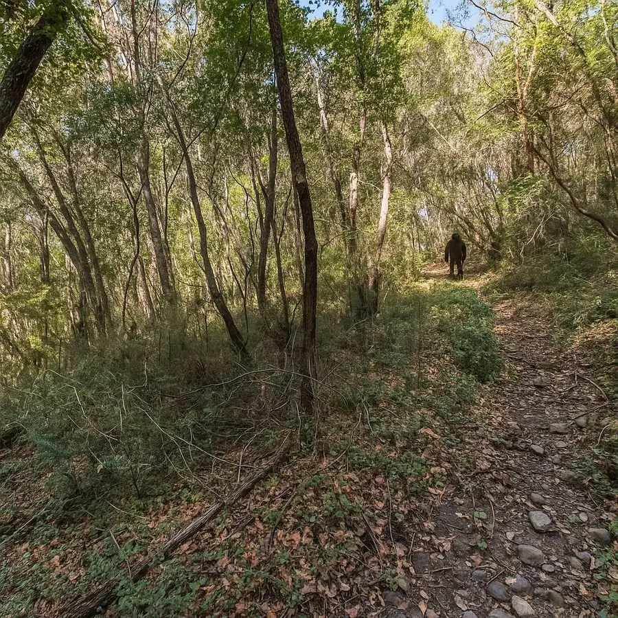 Lot 08 Madrone Avenue, Felton, CA 95018 - #3