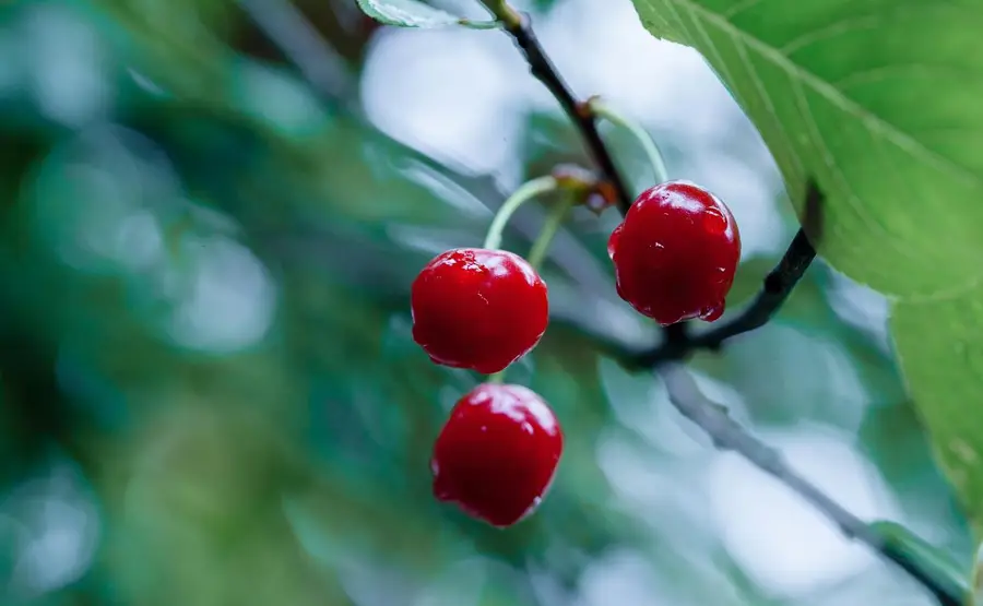 4405 Davidson, Gilroy, CA 95020 - #2