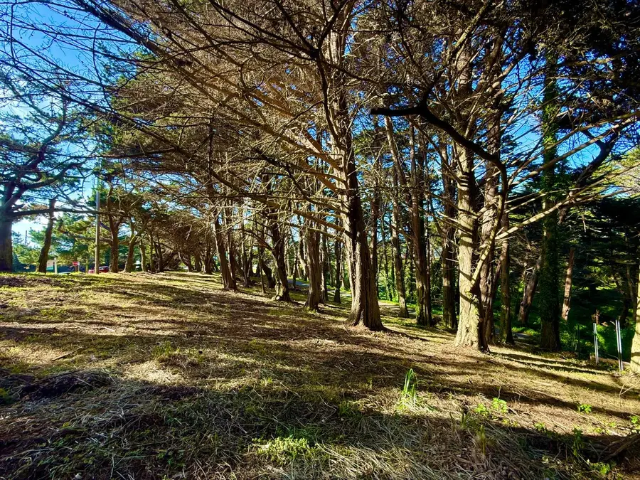 037022250 Carlos, Moss Beach, CA 94038 - #3